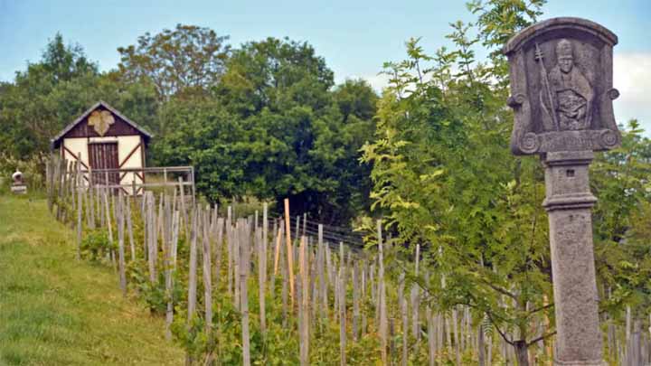 wandeling door de wijngaarden